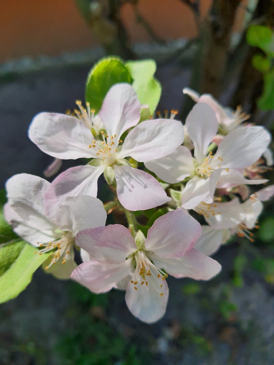 MariJose 🦋🌵 tweet media