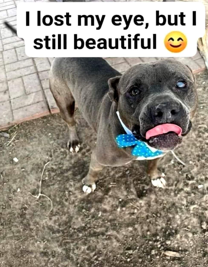 Best in Dogs tweet media