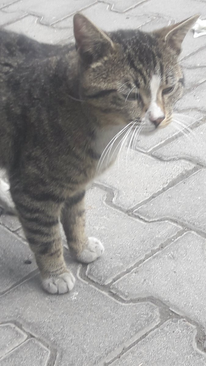 Maça Kızı tweet media