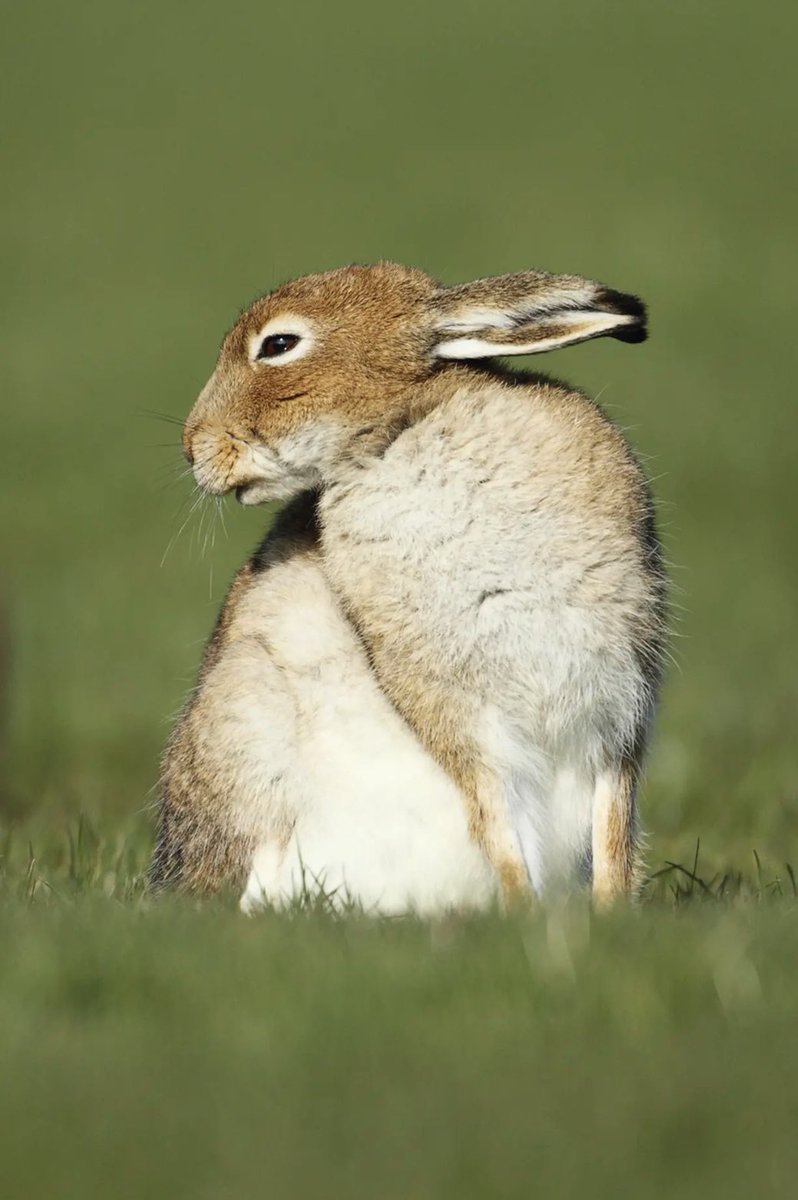 заебарби гедонизменная tweet media