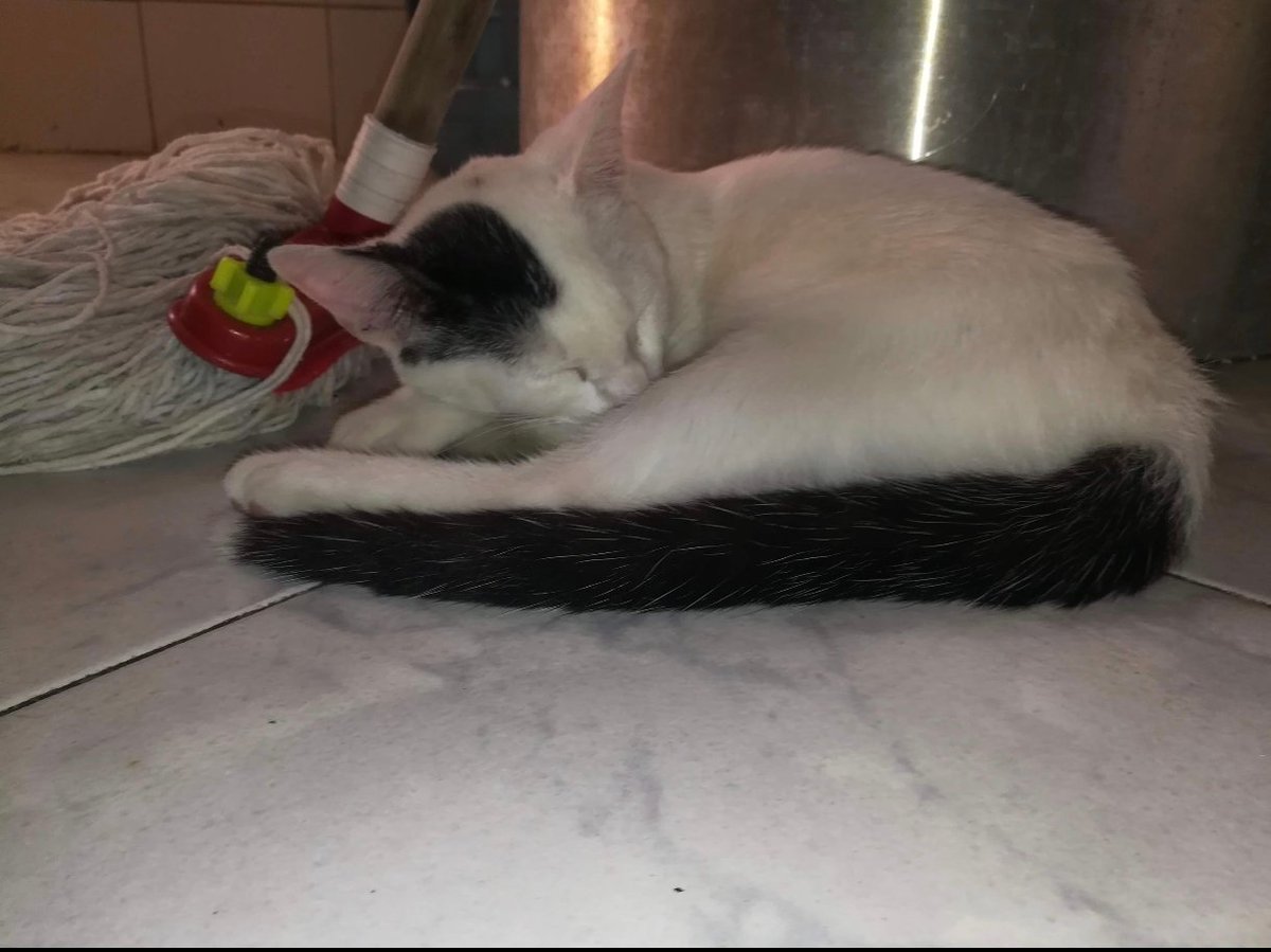 Fernando tweet media