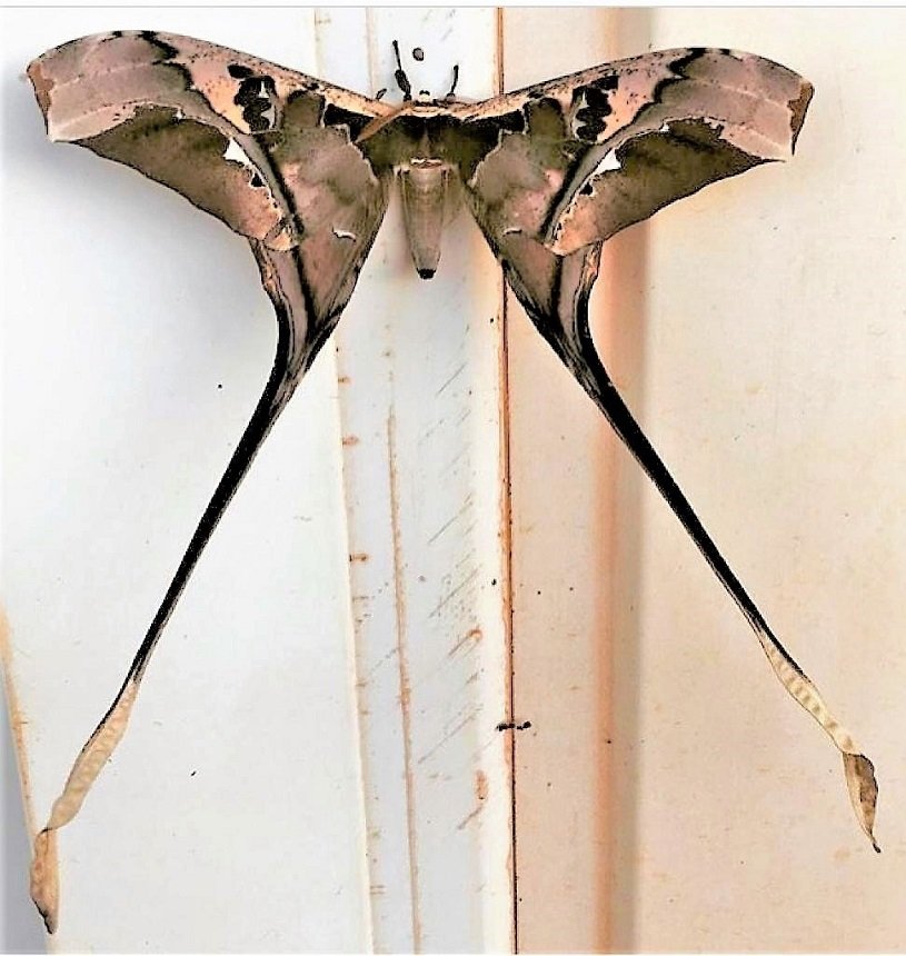 SageclawVT 🦋👻 tweet media