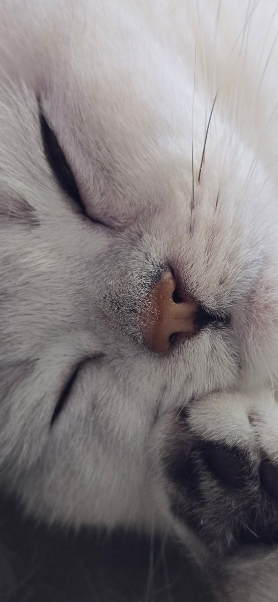 Mohammad Modarres | محمد مدرس tweet media