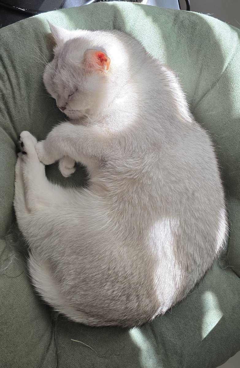 Mohammad Modarres | محمد مدرس tweet media