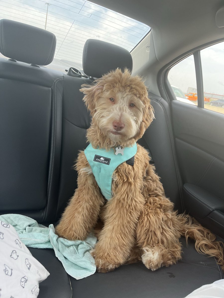 Gracie :) 🇨🇦/🇬🇧 tweet media