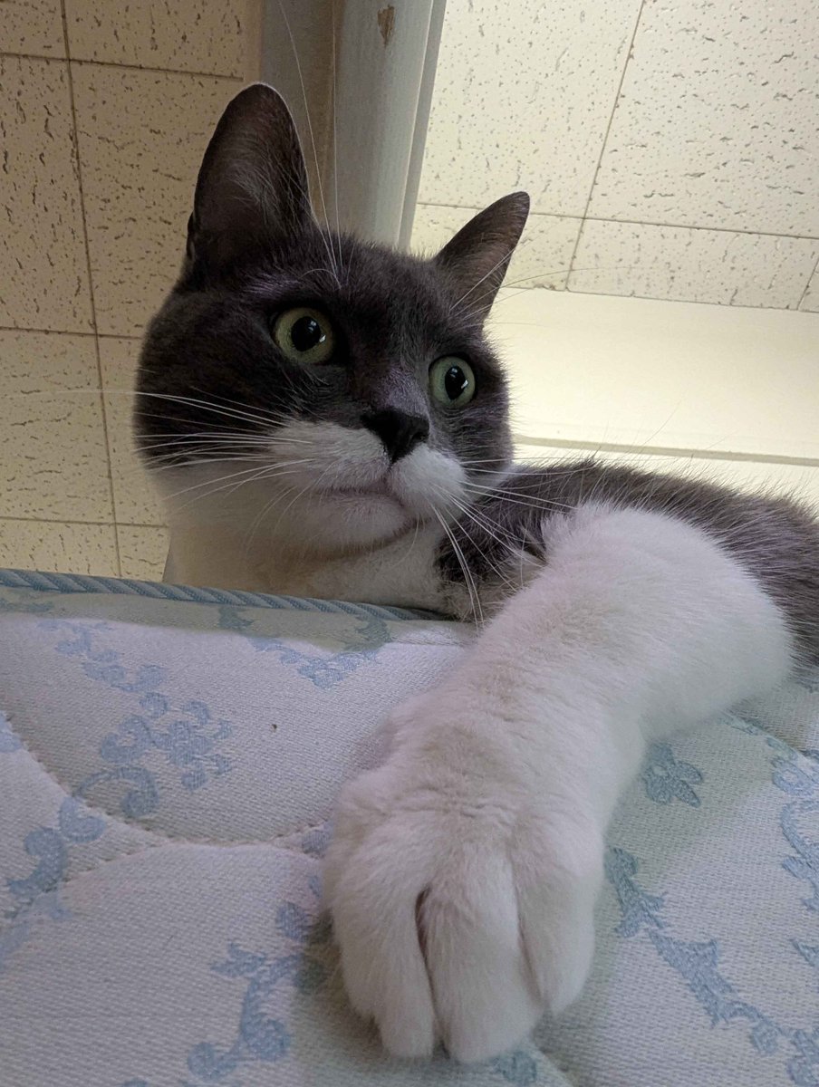 Solva 💮🩷【Autistic Femboy】 tweet media