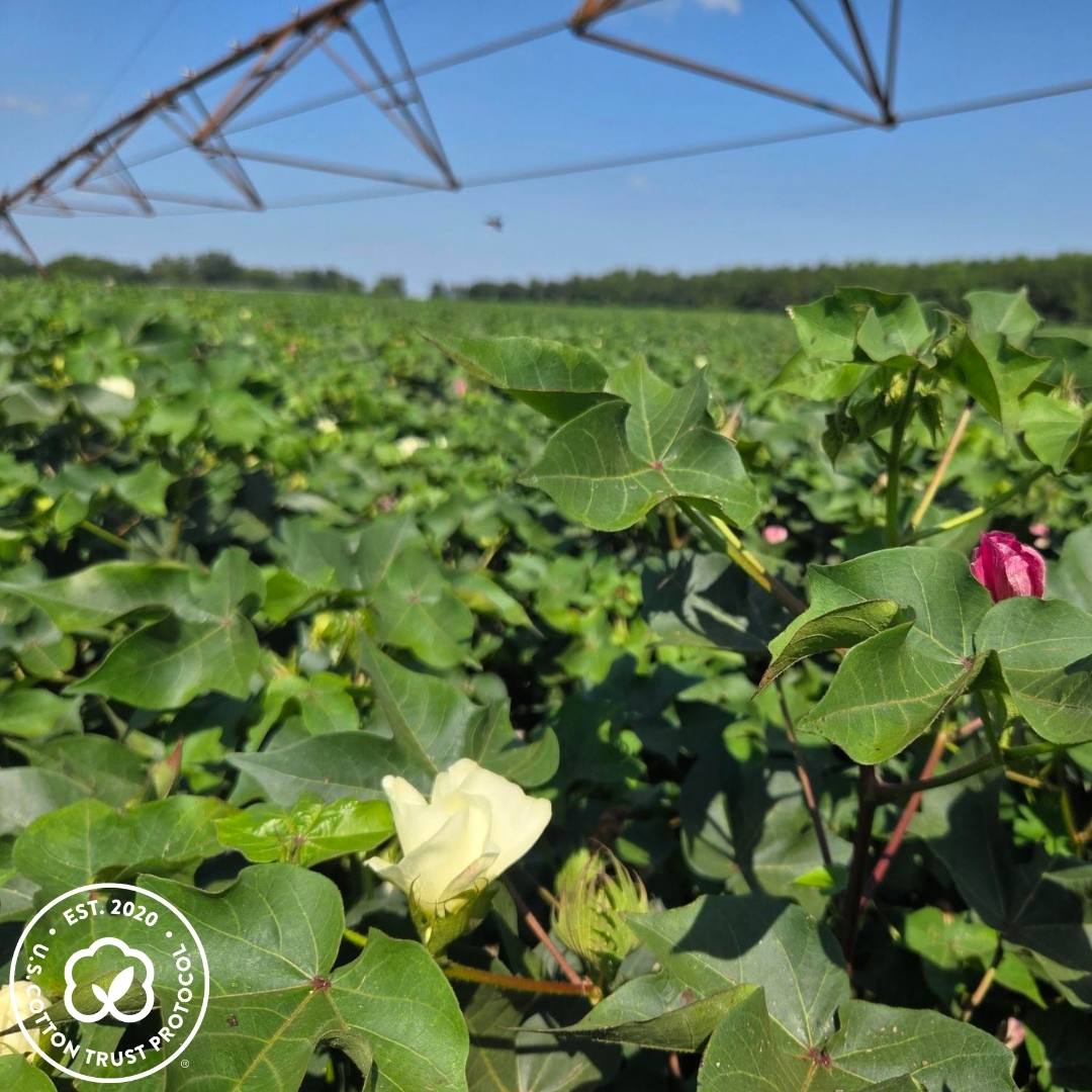 U.S. Cotton Trust Protocol tweet media
