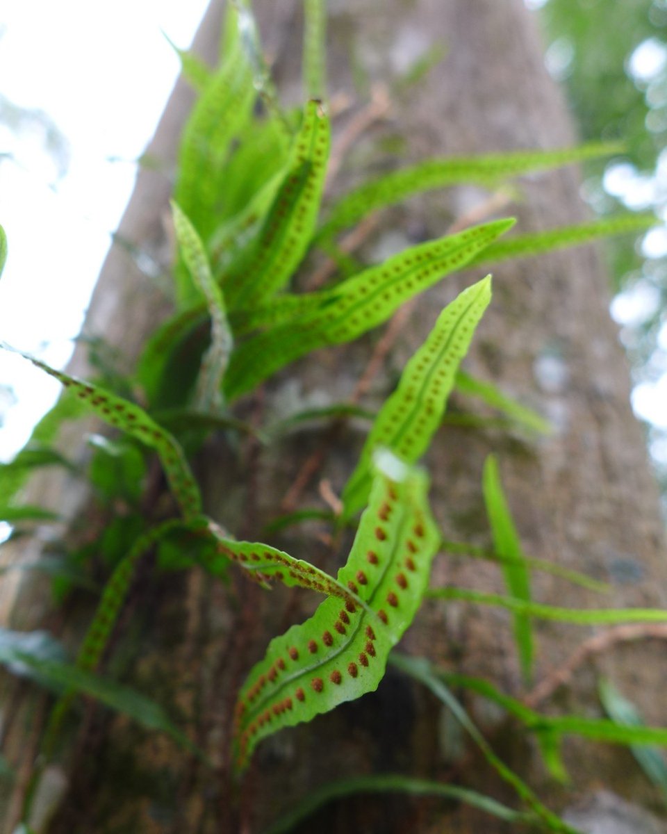 Center for Plant Conservation tweet media