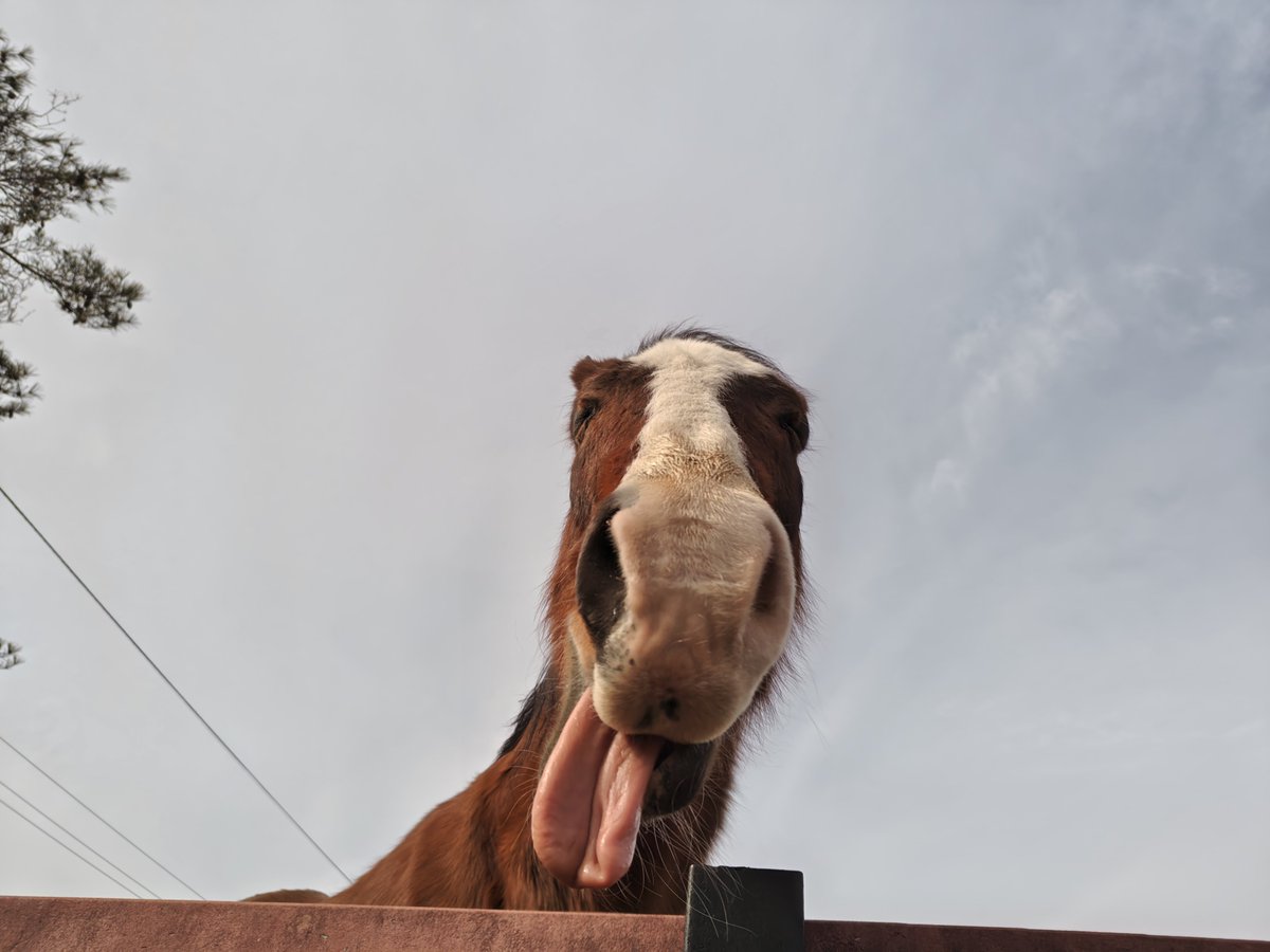 てつはら tweet media