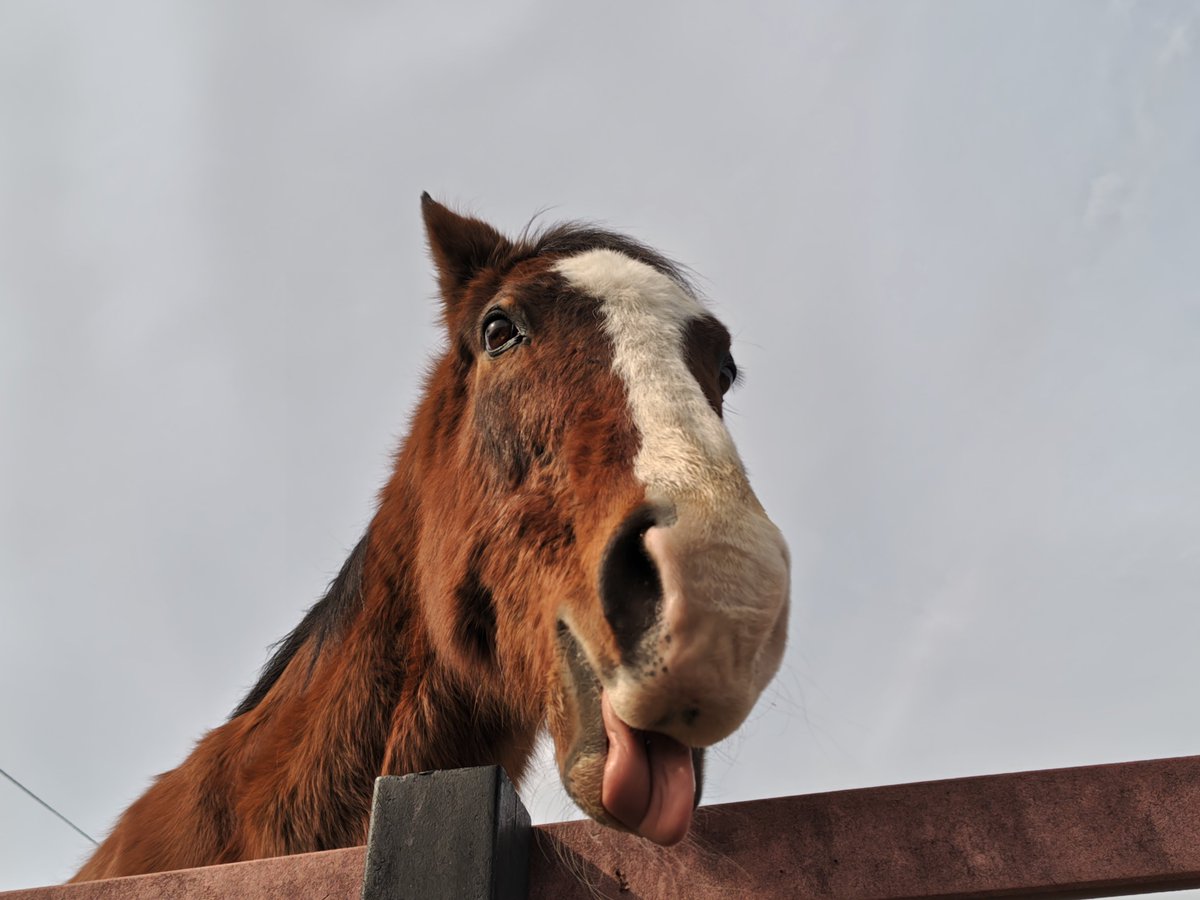 てつはら tweet media