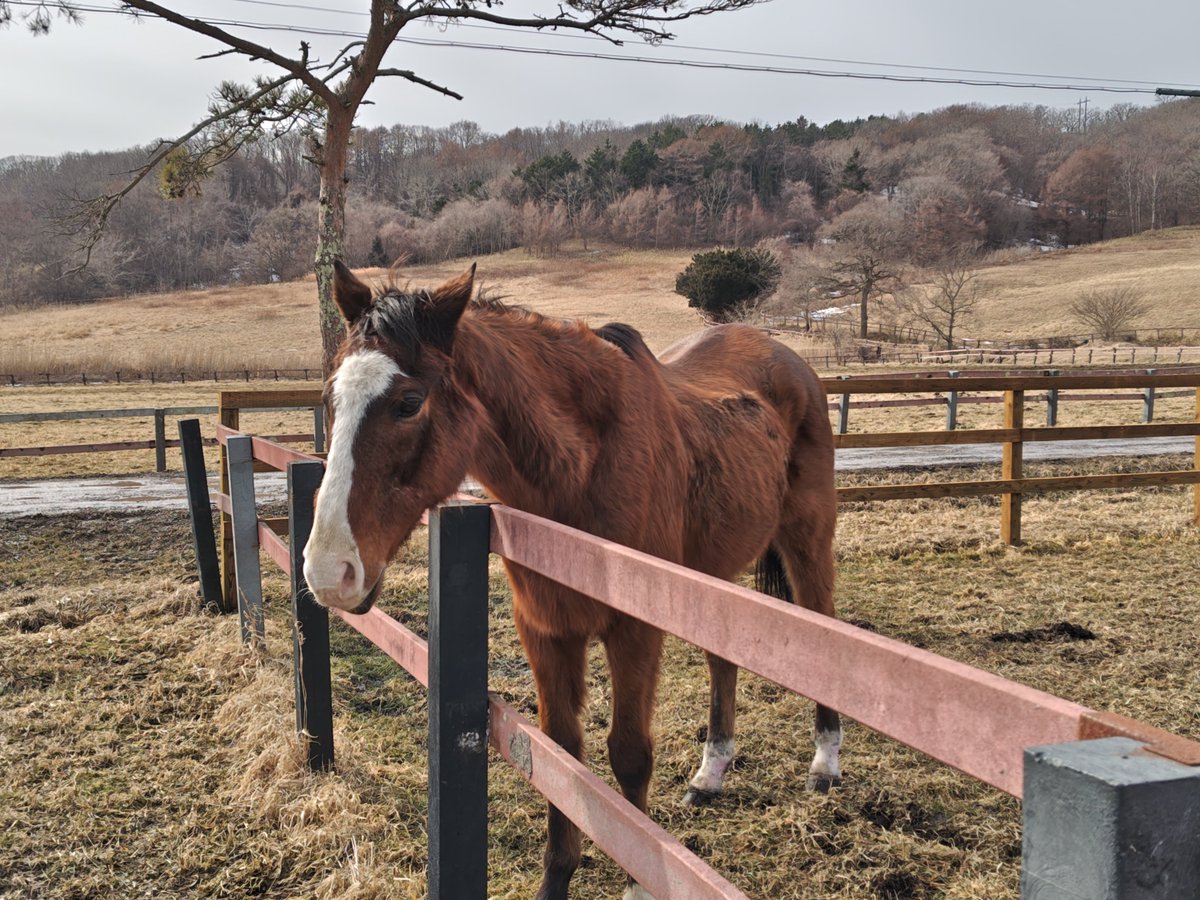 てつはら tweet media