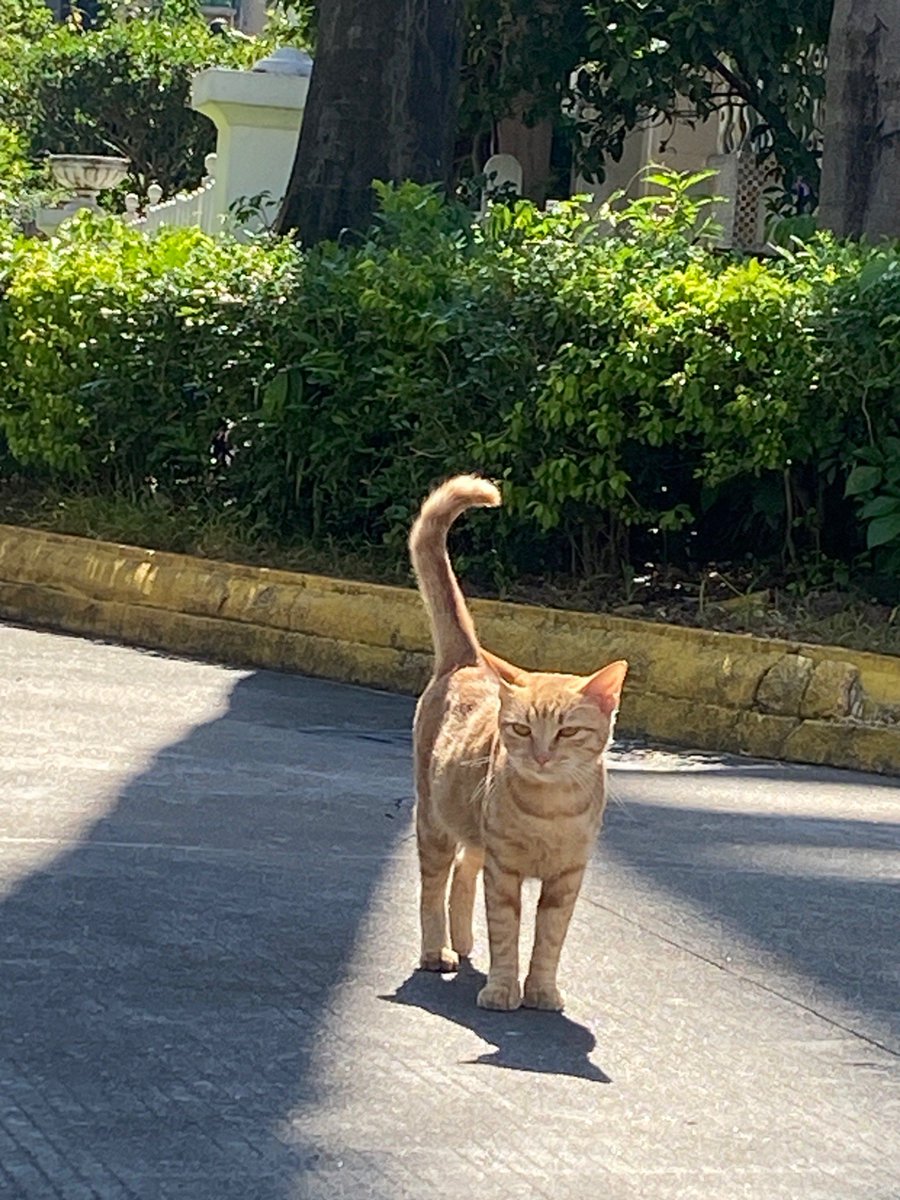 ростислав tweet media