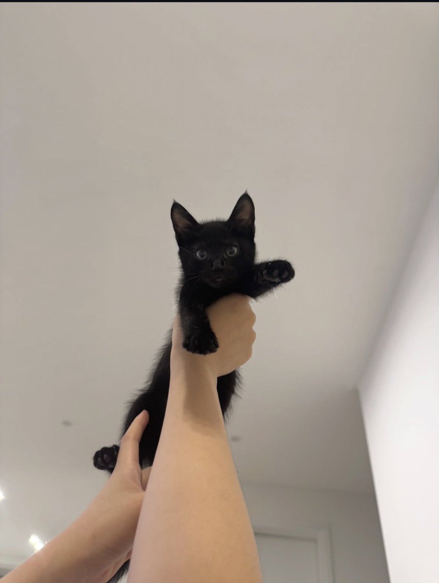 Black cats are not bad luck tweet media