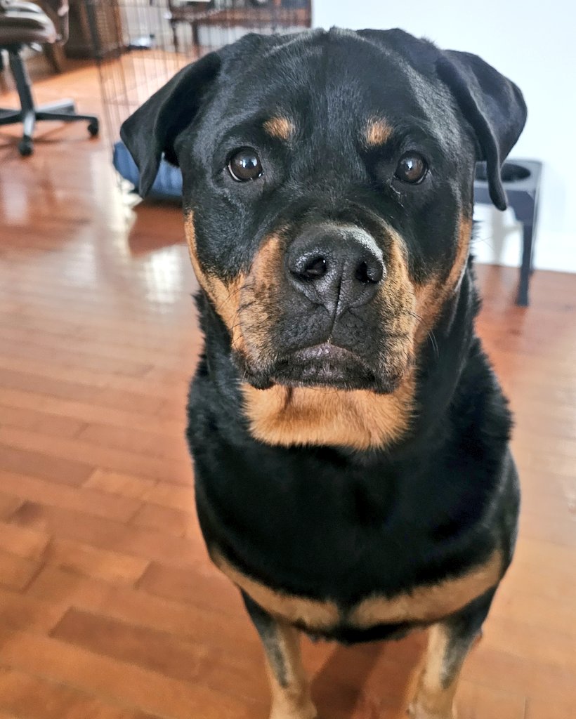 Team Servicerottie🇨🇦🐕‍🦺🦽 tweet media