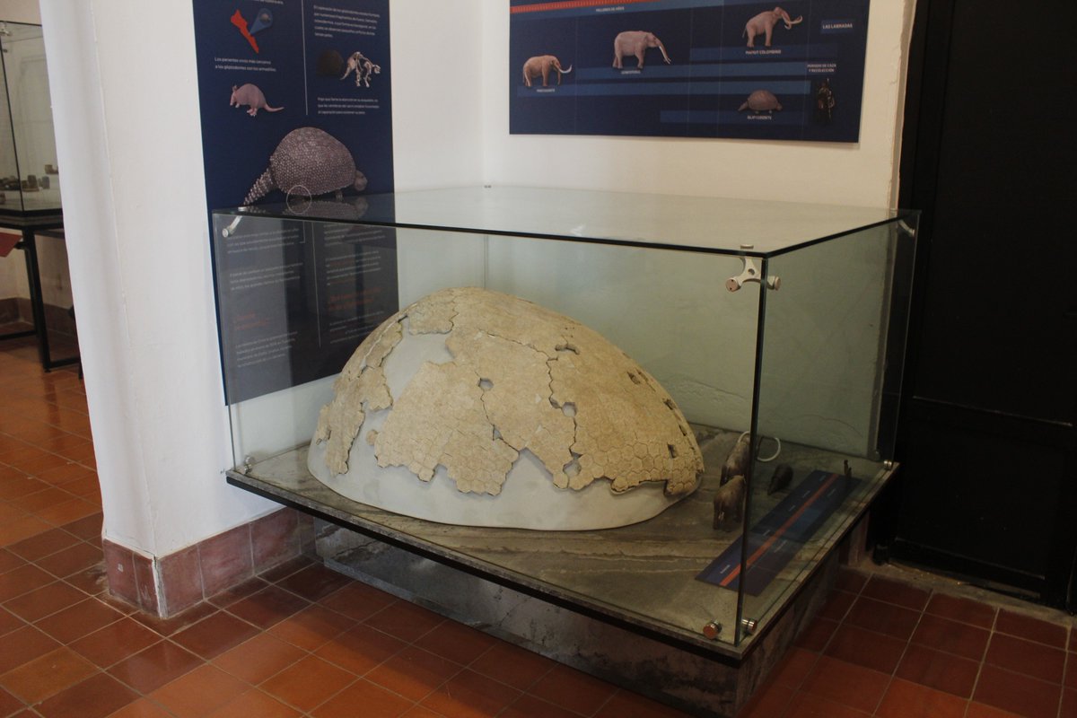 Museo Arqueológico De Mazatlán tweet media