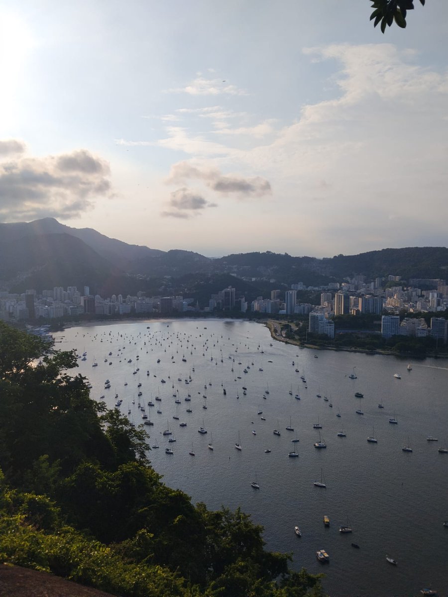 Pedrian🦬 tweet media