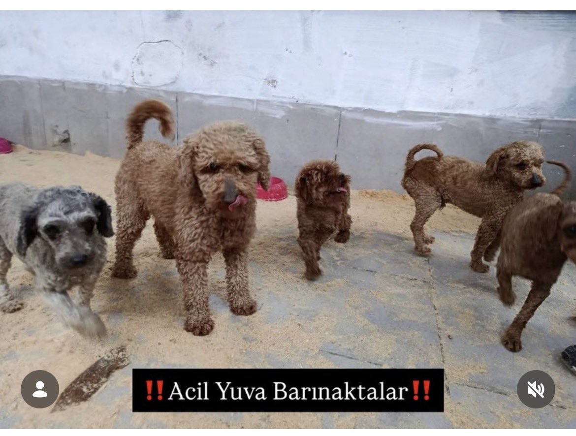 Serap Ulusoy 🦋 tweet media