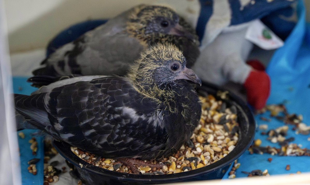 Wild Bird Fund tweet media