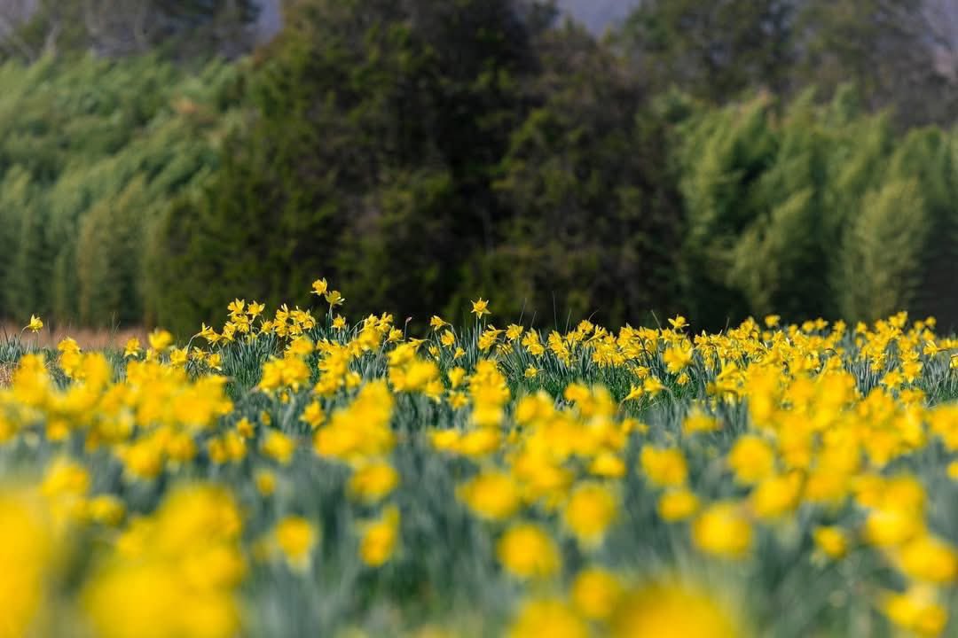 Hillbilly tweet media