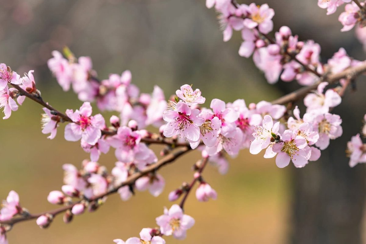 Hillbilly tweet media