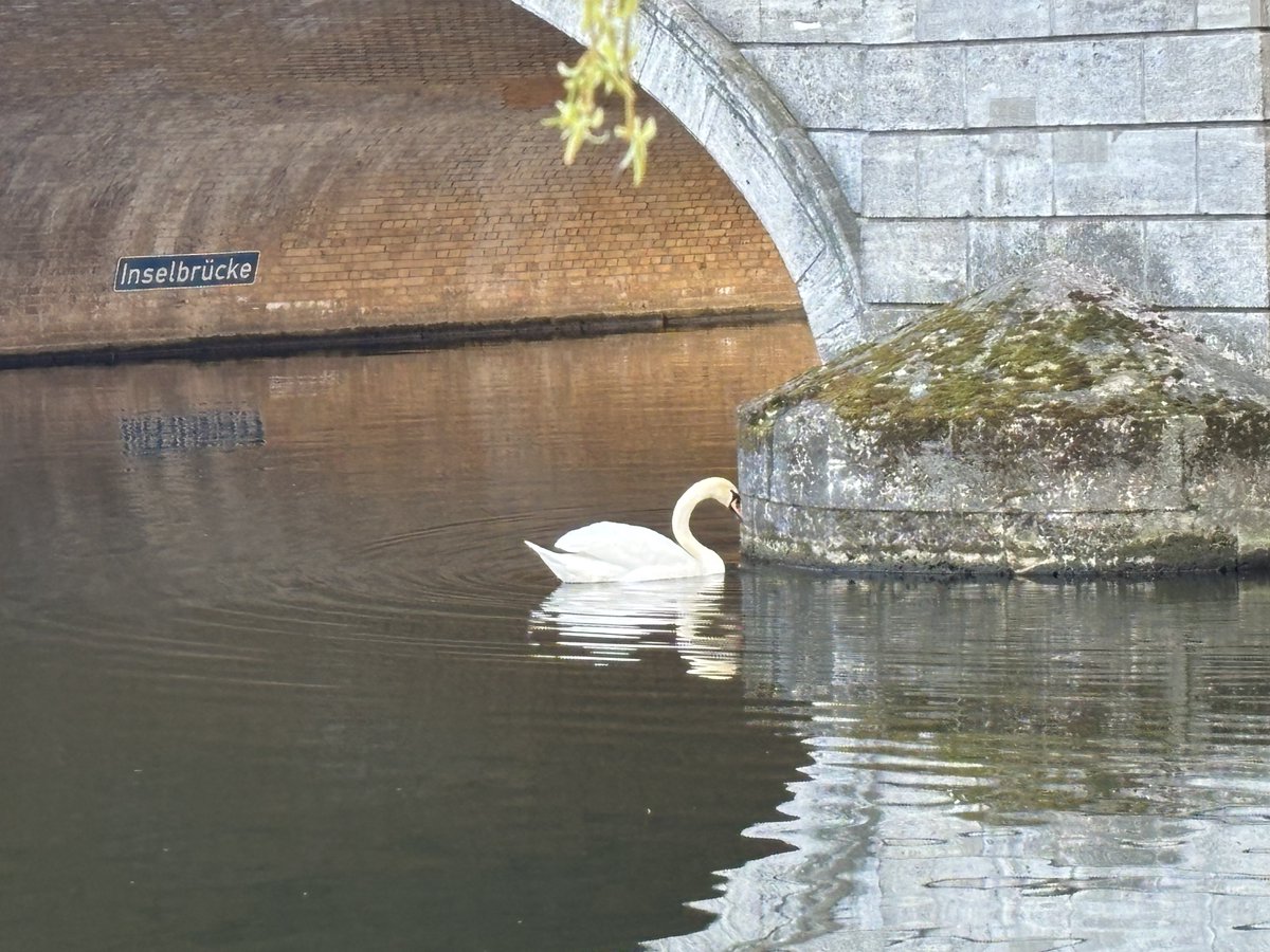 ainsley 🍋 tweet media