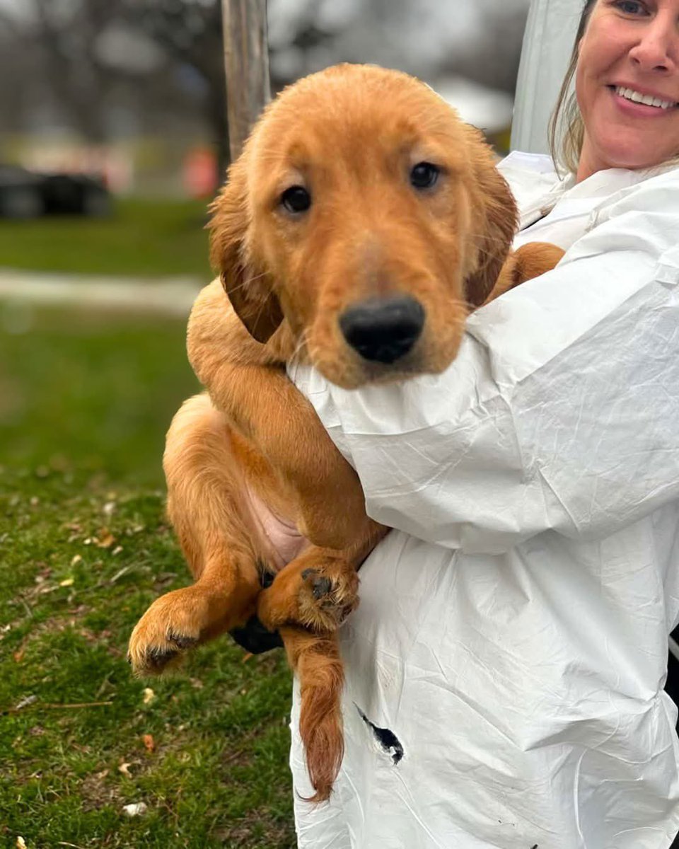 🚨 8 golden retriever puppies. 4 months old. No vaccines. No vetting. 🚨
Eight babies born with no protection—no care, no safety net. Just time passing while the risk grew.
When the owner became overwhelmed, we got the call.
We said yes—because we don’t turn our backs. ❤️
👇