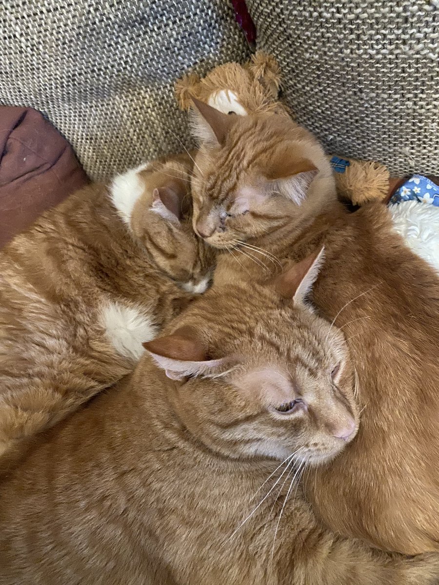 Chicco (Hundskerli) & die Kaddser  🐶😽😺😸😻 tweet media