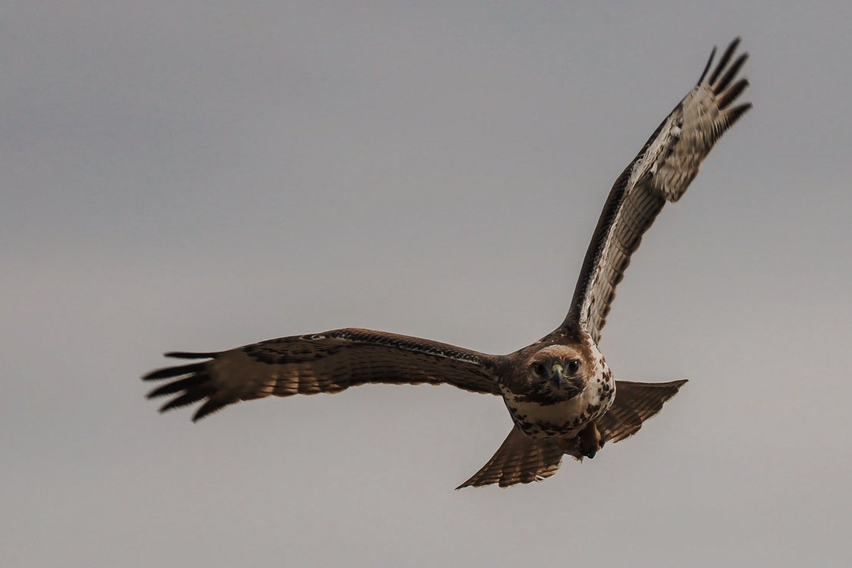 The Goat Path tweet media