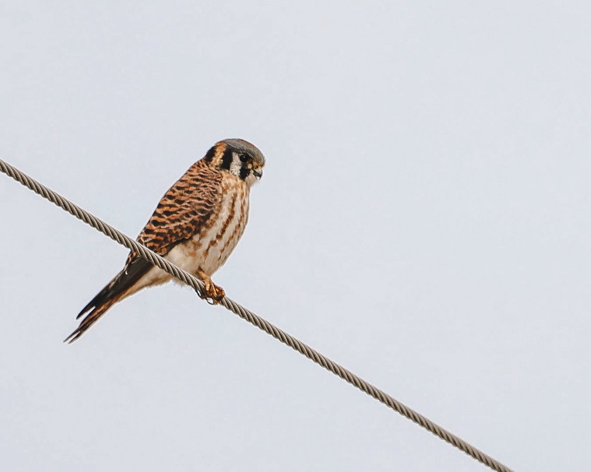 The Goat Path tweet media