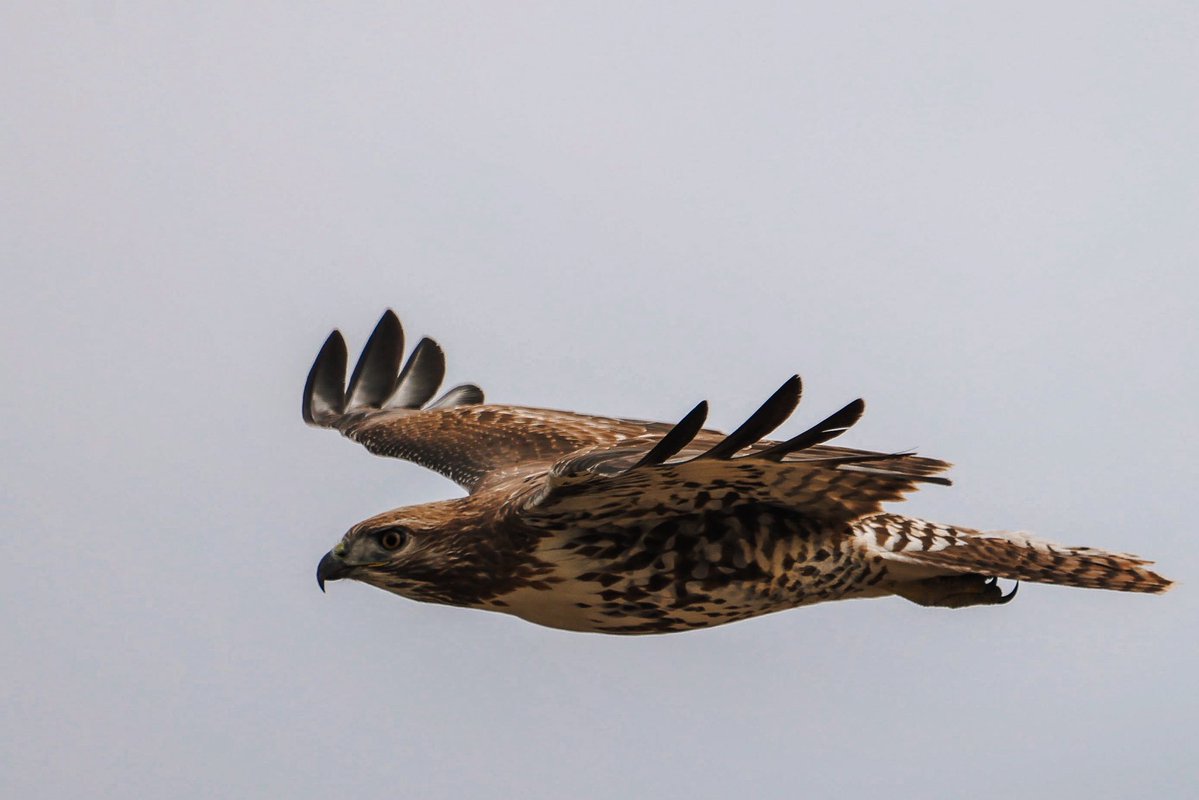 The Goat Path tweet media