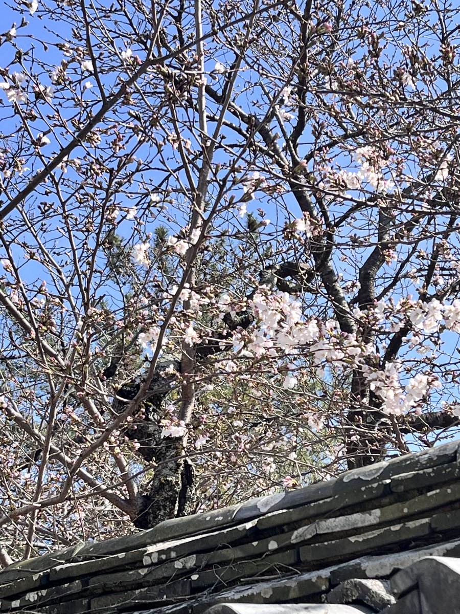 ぶーぶー(ぶぶたろー) tweet media