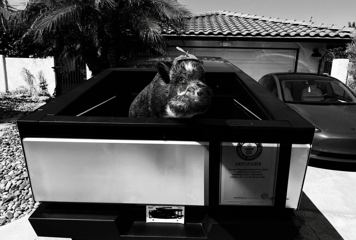CoinCuci72296's tweet photo. @elonmusk Solo un giretto sul mio nuovo Cybertruck! 🚜💨 #Teslamotor #Cybertruck #MerlinthePig #GuinnessWorldRecordHolder https://t.co/js9IOsyqOs