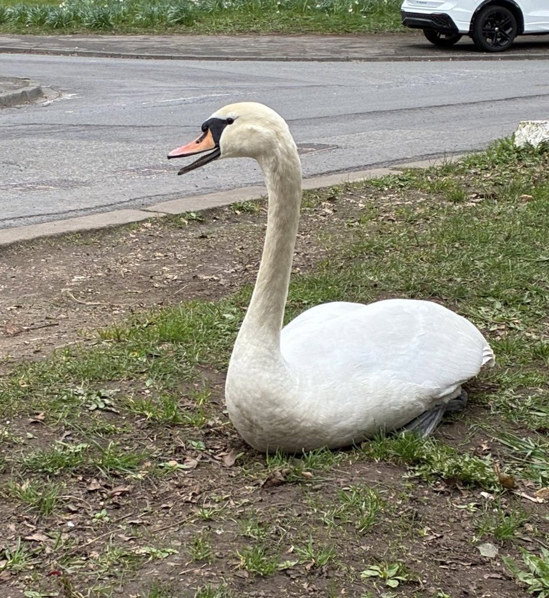 Yorkshire Swan & Wildlife Rescue Hospital tweet media
