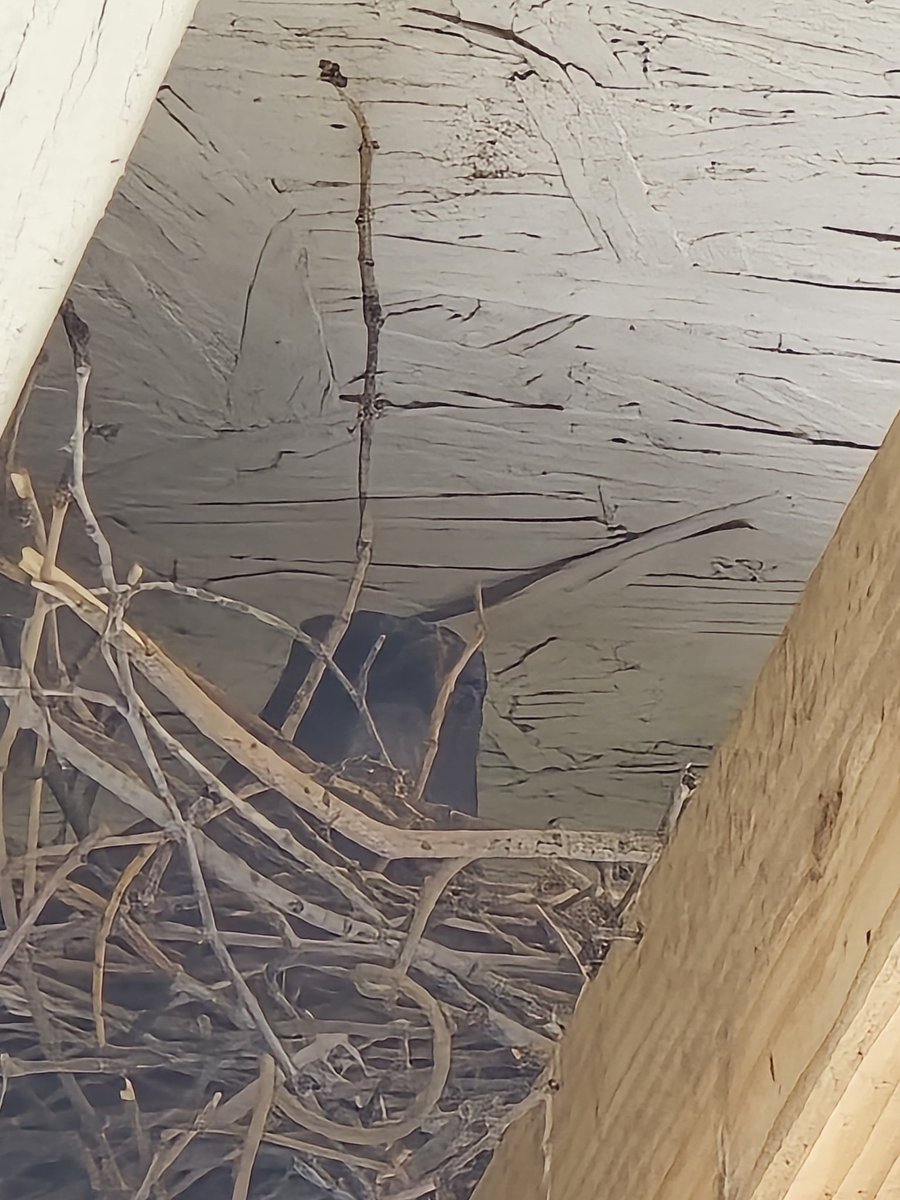 Alles aka Quinn 🤍 tweet media