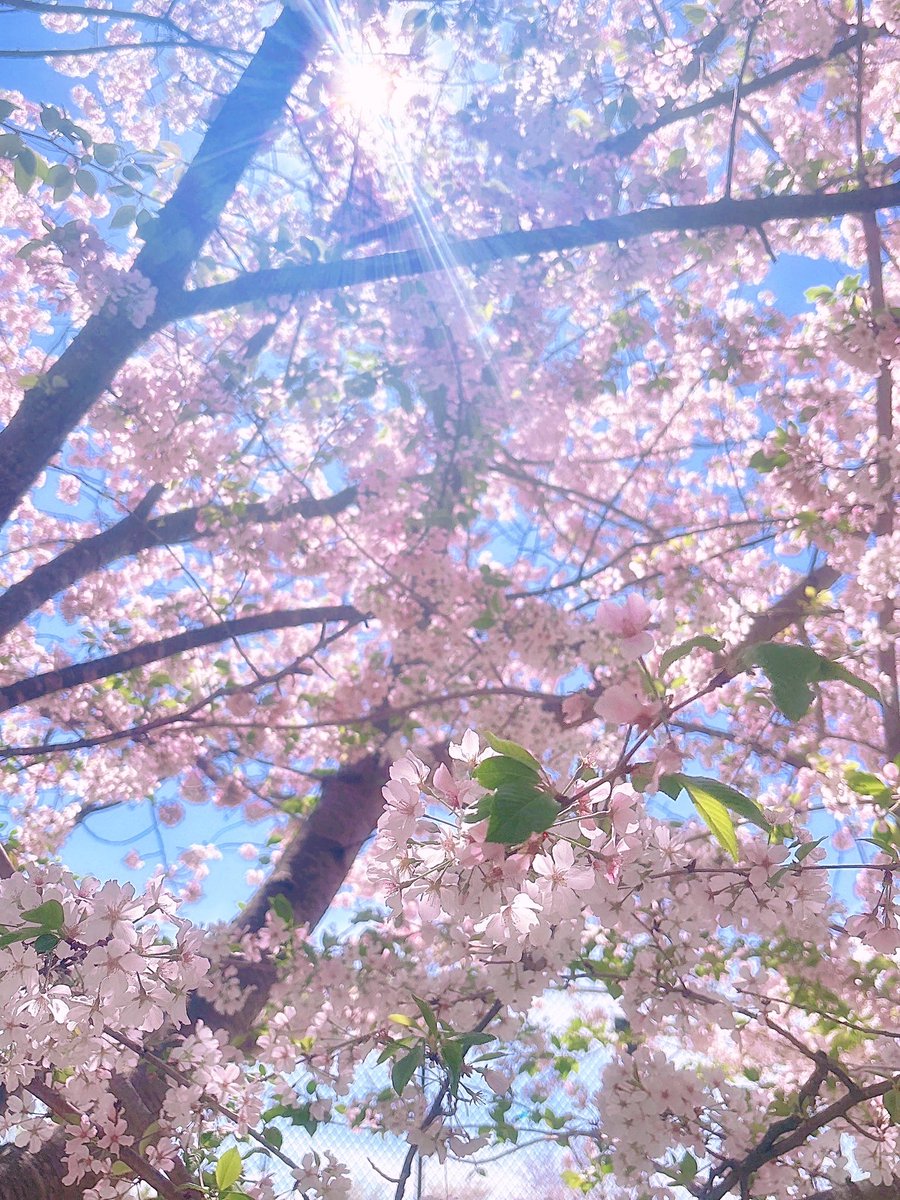 Celina🌙セリーナ tweet media