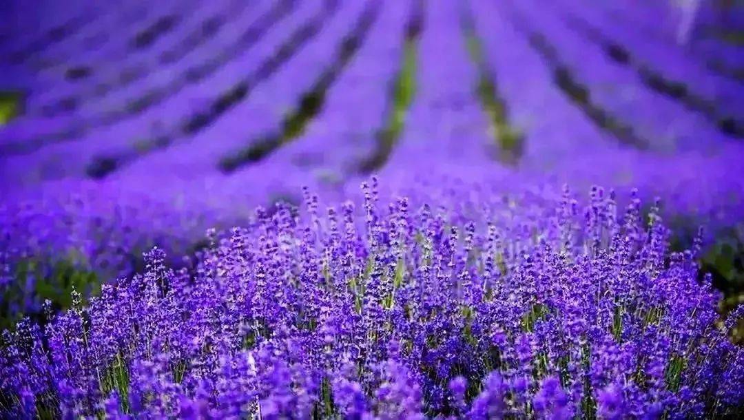 araya milk tweet media