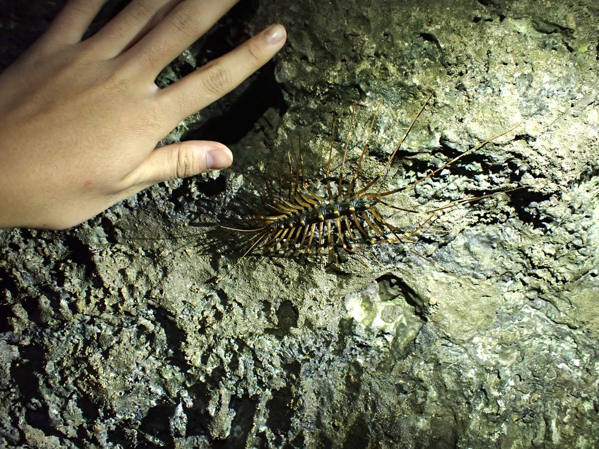 オカピー tweet media