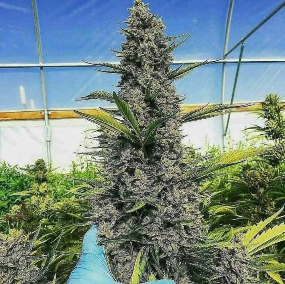 Stoner Barbie tweet media