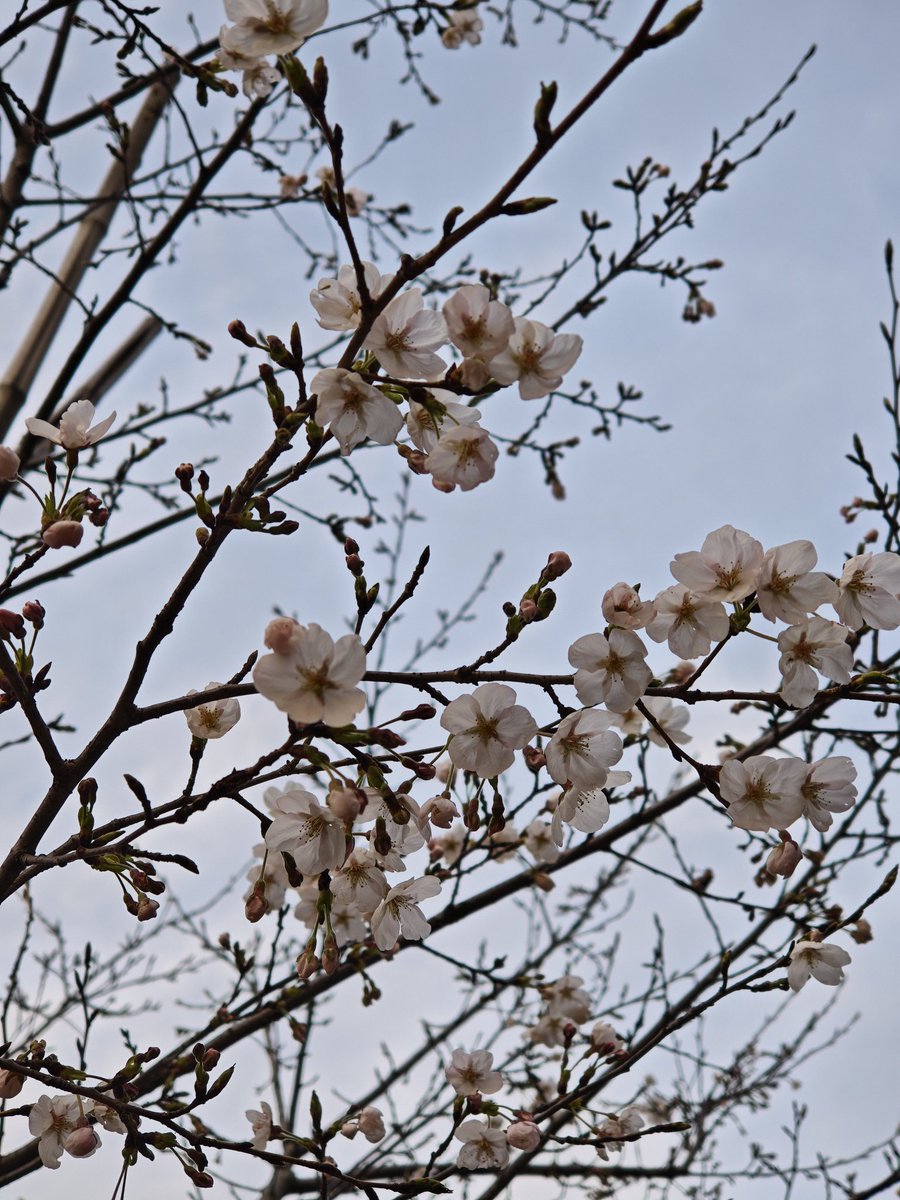 Kouyou_Syms's tweet photo. 北の丸公園の別の桜🌸 https://t.co/q8DzgBglQk