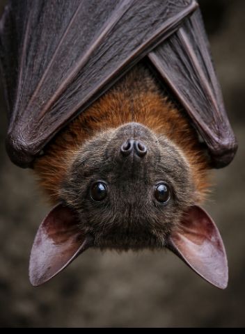 BIG FAT FOOL tweet media