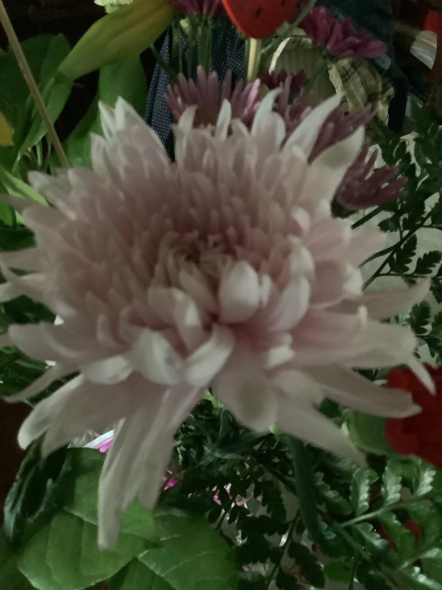 Susan1221 tweet media