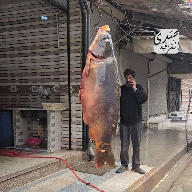 Augélia tweet media