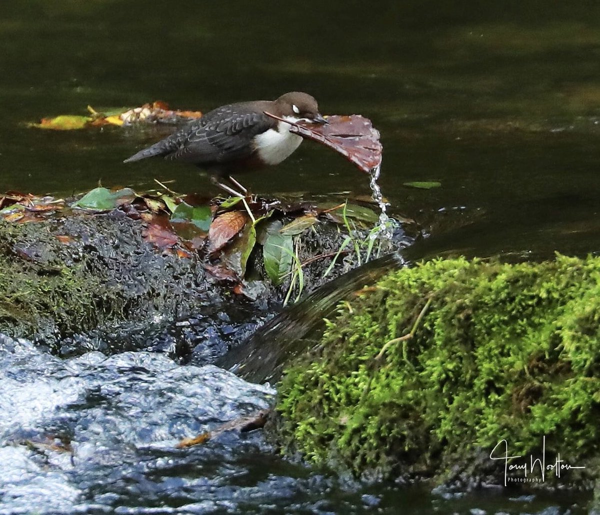 Tony’s Photos ….🍂🍁 tweet media