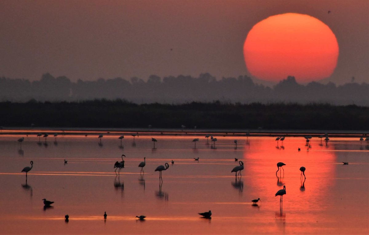 carlos romero Photography - Wildlife Photographer tweet media