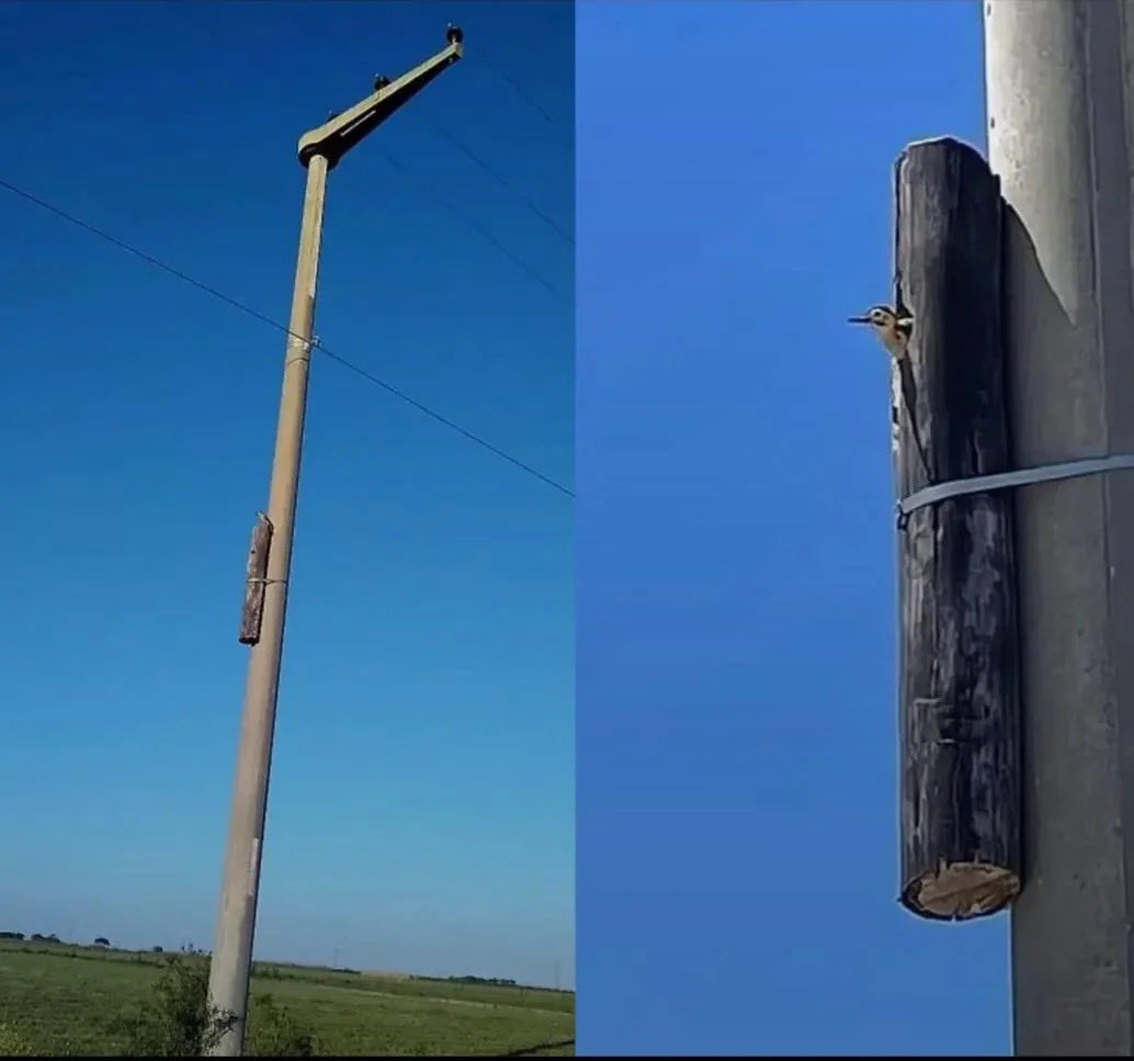 Dr. Lemma tweet media