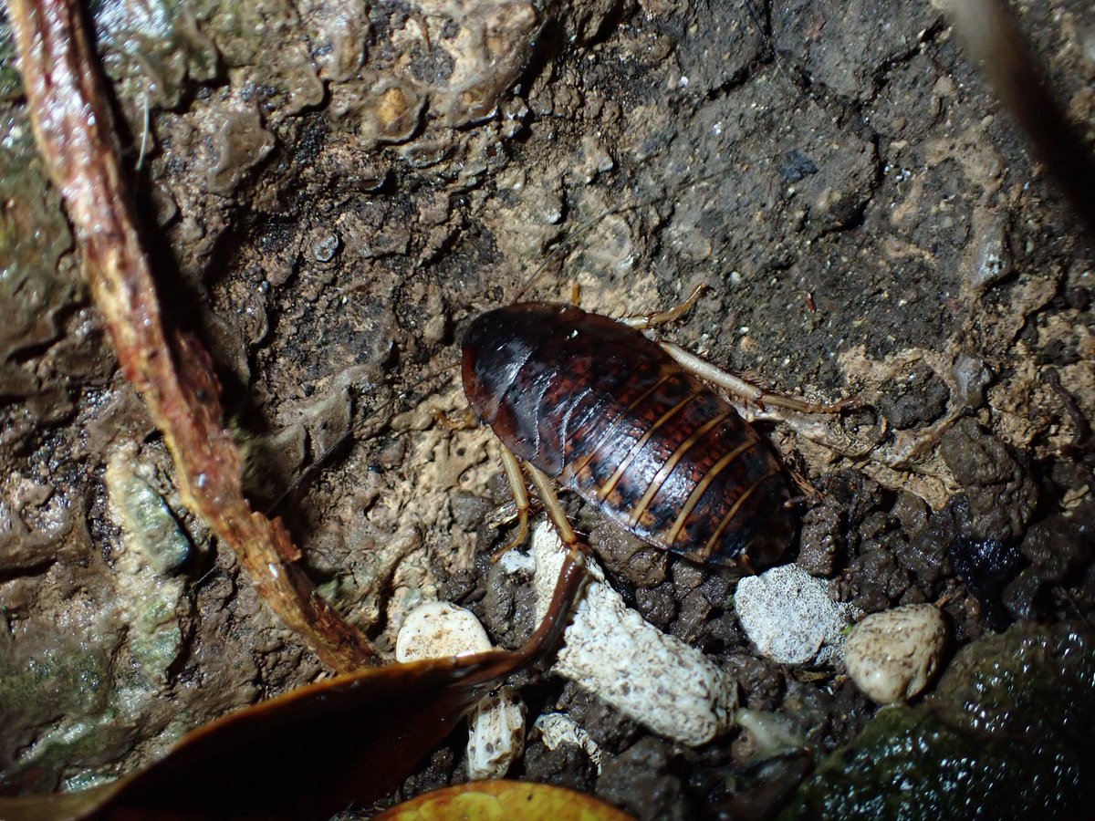 オカピー tweet media