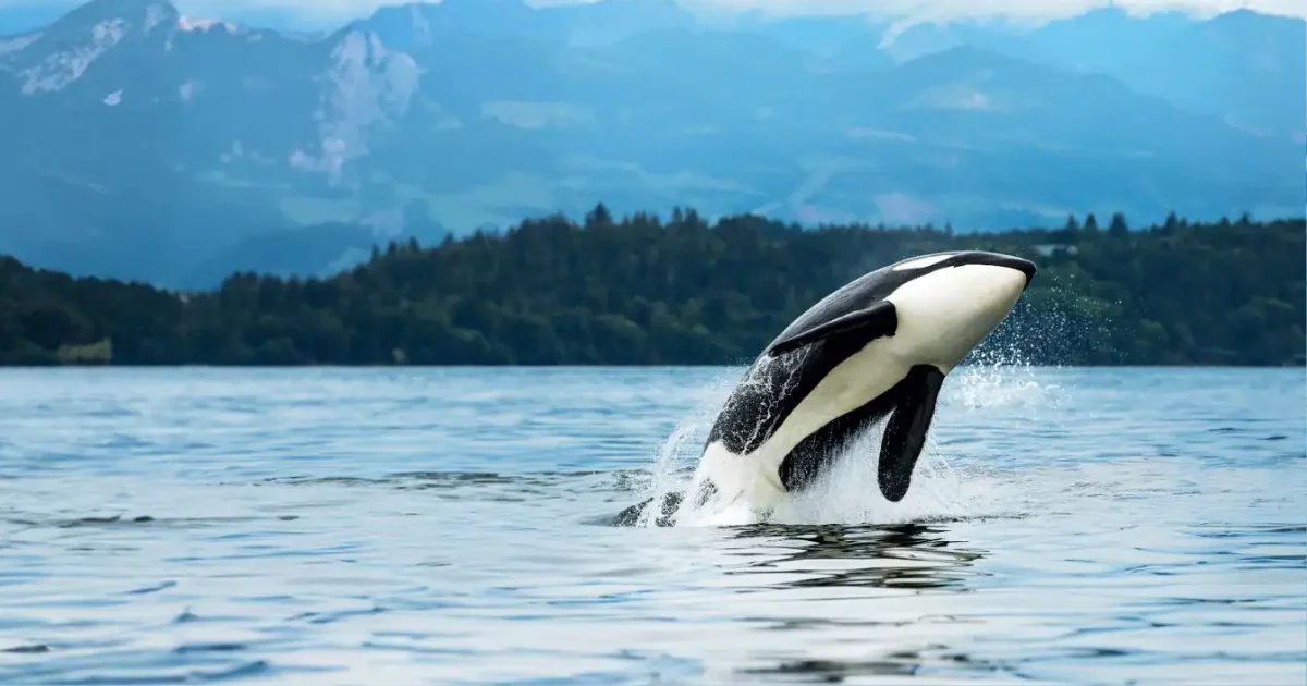 Mama Be Frugal (Heather) tweet media