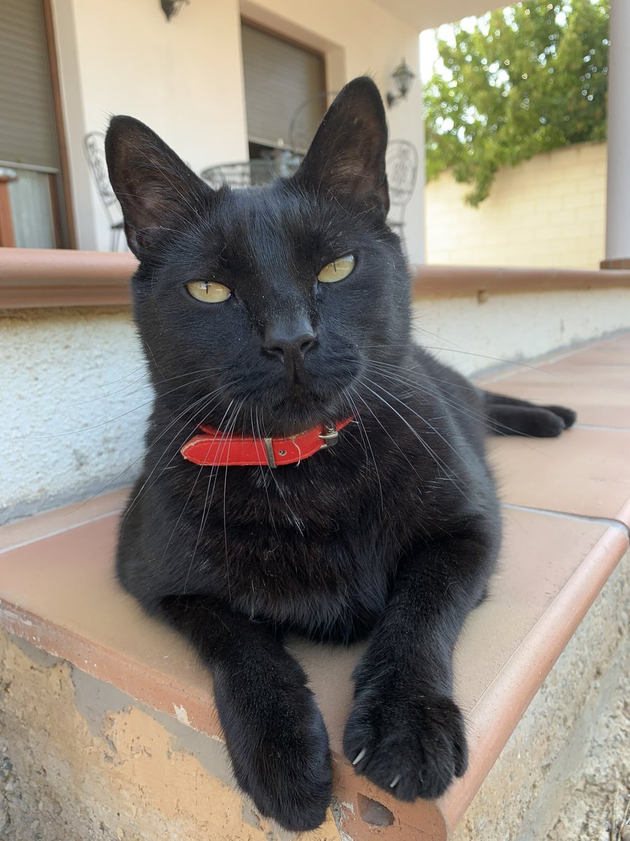 Naomi Misora 🐉🩵 tweet media