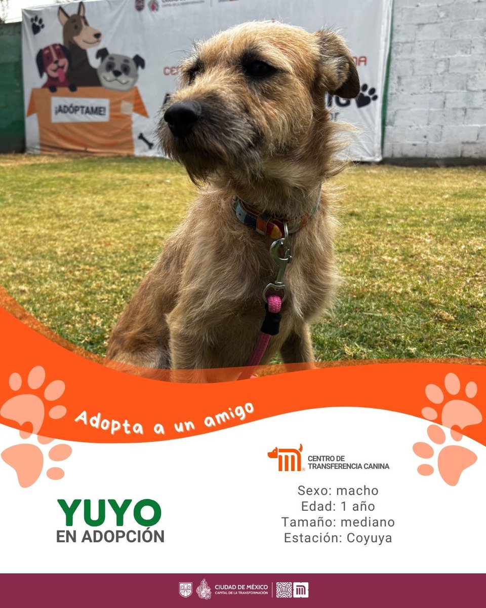 MetroCDMX tweet media