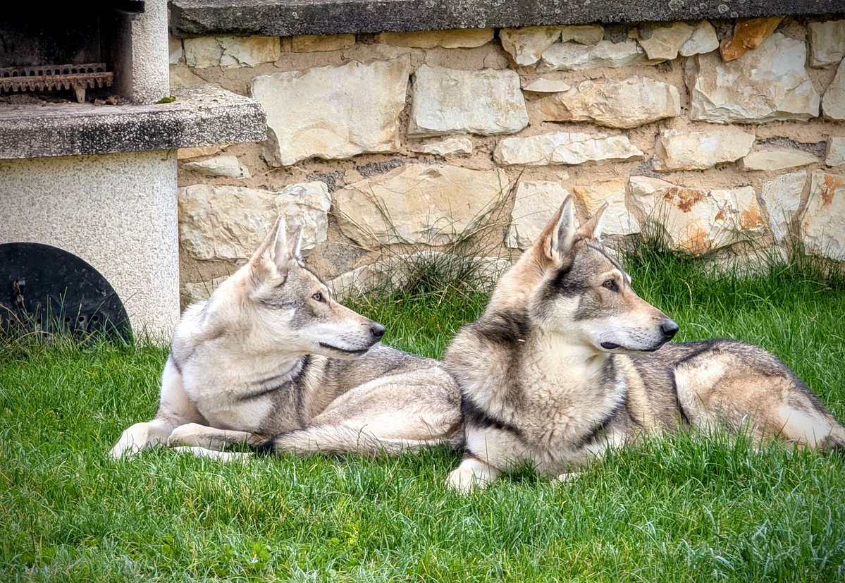 Štěpán Beneš tweet media